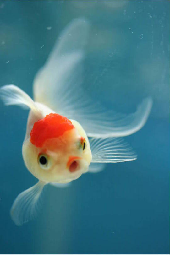 goldfish