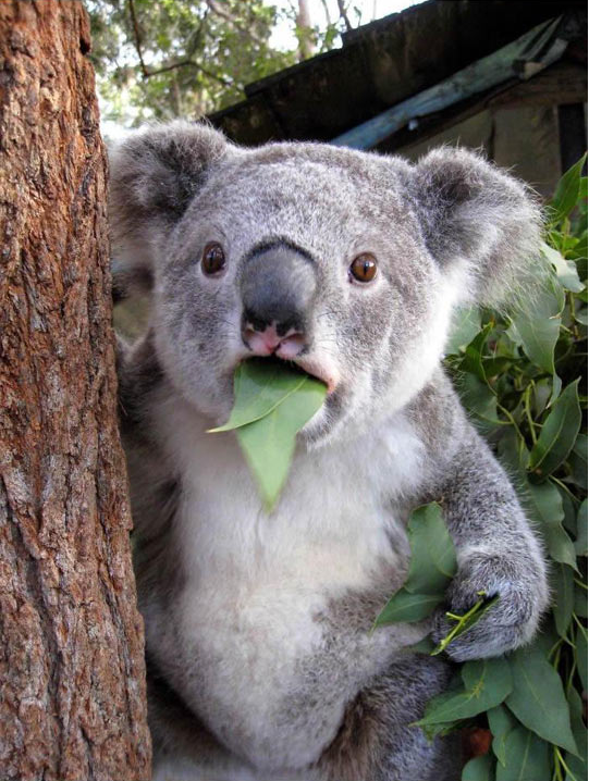 koala