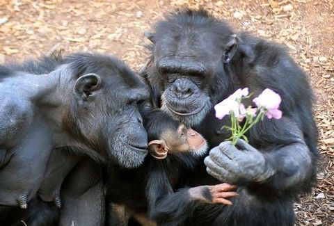 4a400016cdad10ea0296cf53127aee55