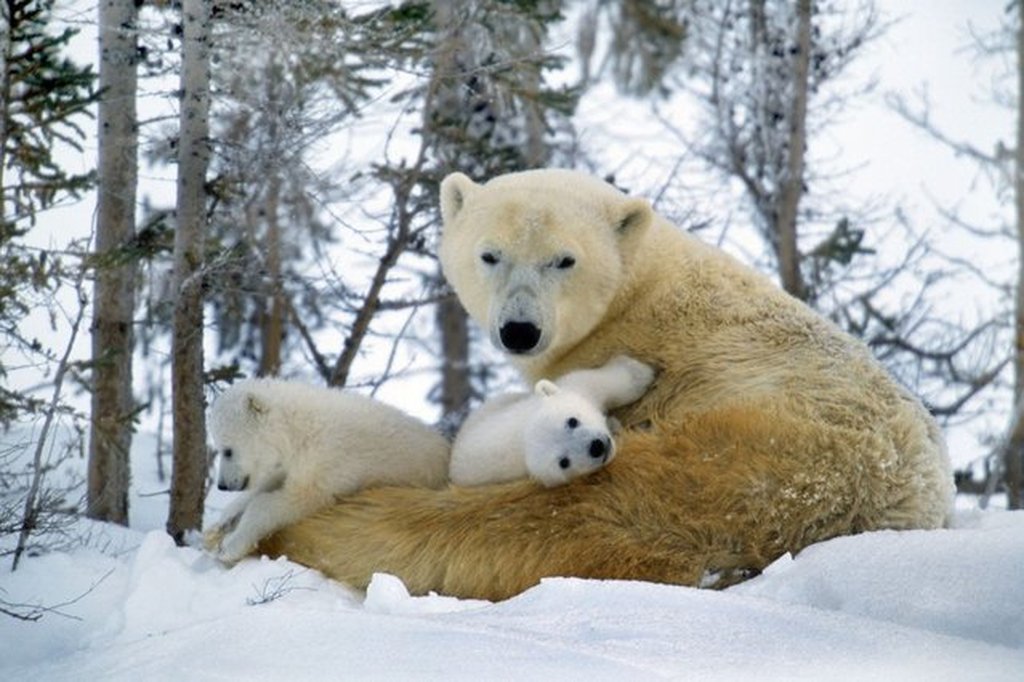 Γιορτή της Μητέρας
