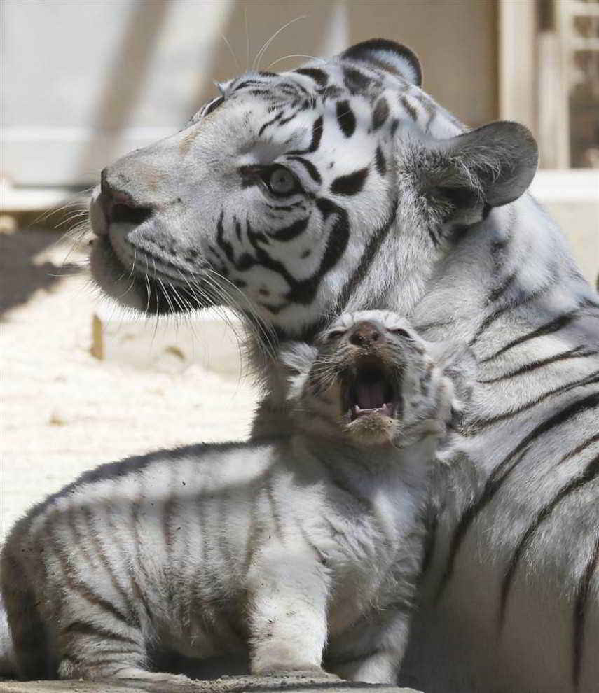 Γιορτή της Μητέρας