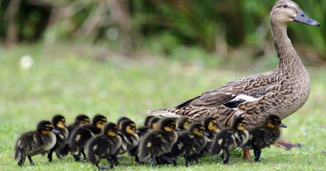 f9dd8ae9afa537b6904ca9461727189332755f64